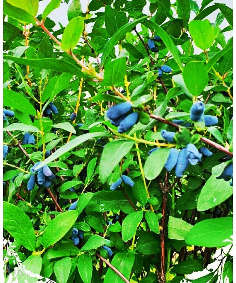 i-zestaw-z-jagoda-kamczacka