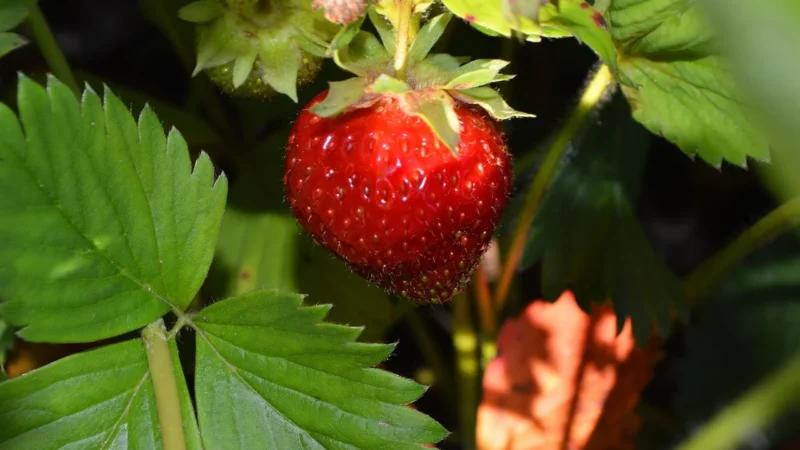 Api-Eko Naturavena Masło Orzech. Krem Bez Soli I Cuk. 340G
