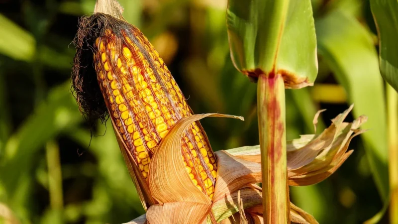 Batom Kukurydza na Popcorn Niebieska BIO 250g