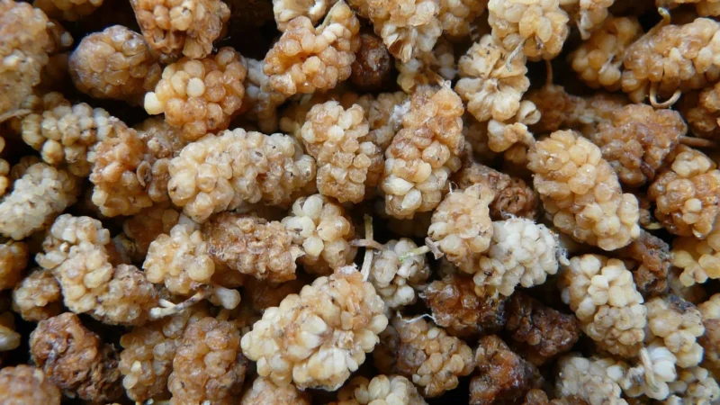 Bio Life Mąka orkiszowa chlebowa 1kg Eko Chleb