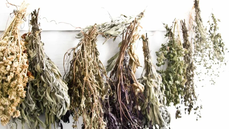 Gorzkoislodko Oregano Suszone Liść Aromatyczna Przyprawa 50g