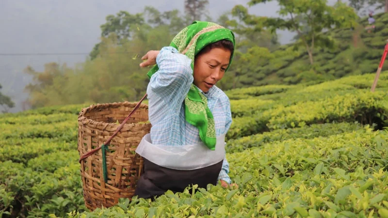 Herbata darjeeling himalayan leśne drzewo 100g