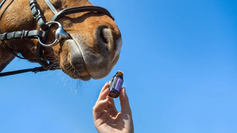 Olejek lawendowy esencja 30ml Zdrowa Żywność