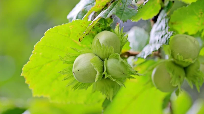 Progressive Kawa ziarnista Waniliowo-orzechowa (Torebka 200g (-8%), Pakowanie standardowe)