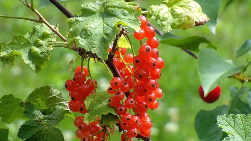 Purena Kompot Z Owocami Leśnymi 340g x 4 Szt = 8l