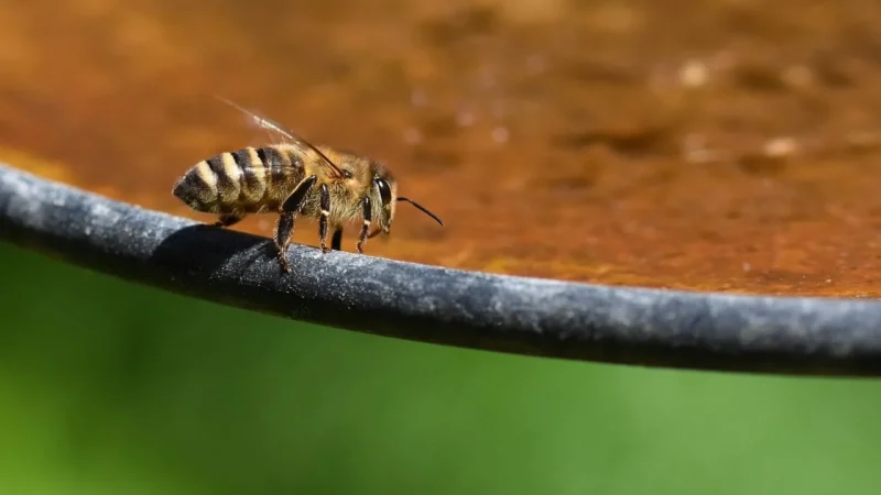PYŁEK KWIATOWY PSZCZELI 500g MALINOWY BARTNIK