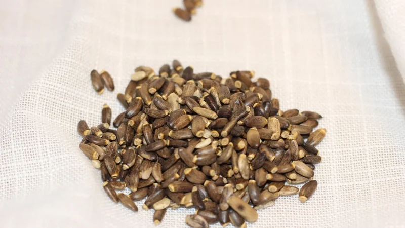 Slavito Nasiona Ostropestu Plamistego 500g