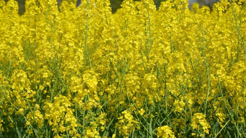 Vitafarm Olej rzepakowy 5L tłoczony na zimno