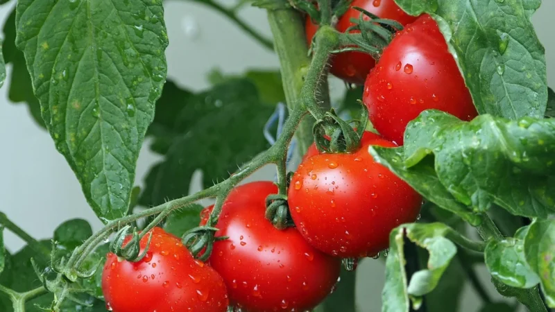 Zwergenwiese Naturkost Gmbh 2 x Ketchup Dla Dzieci Słodzony Syropem Jabłkowym Bio 500ml